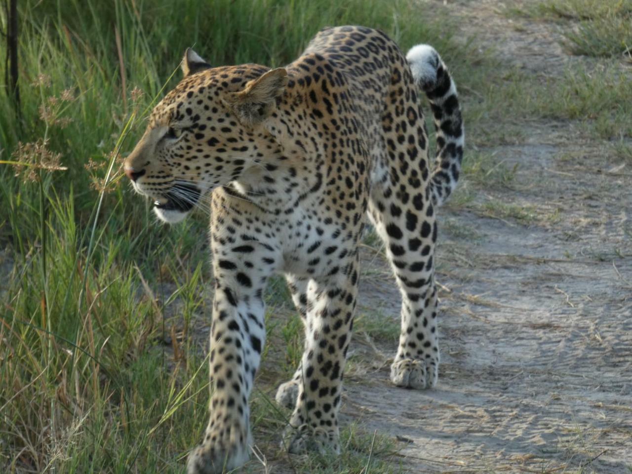 Island Safari Lodge Maun Exterior foto